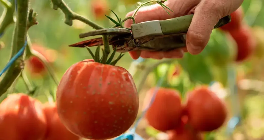 El sector agropecuario y la industria alimenticia requieren soluciones de empaque y logística que garanticen la integridad, la higiene y la eficiencia en el traslado
